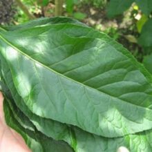 bitter leaf